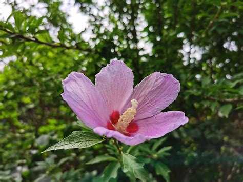 木槿 花|木槿